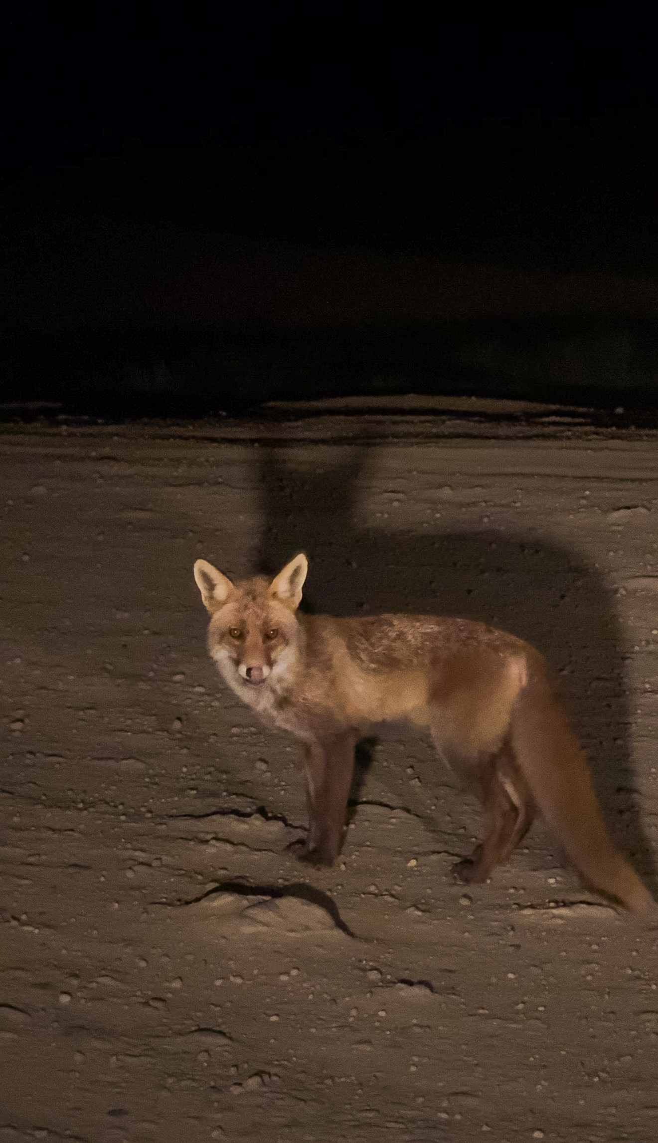 Rebane Bardenas Realeses Hispaanias