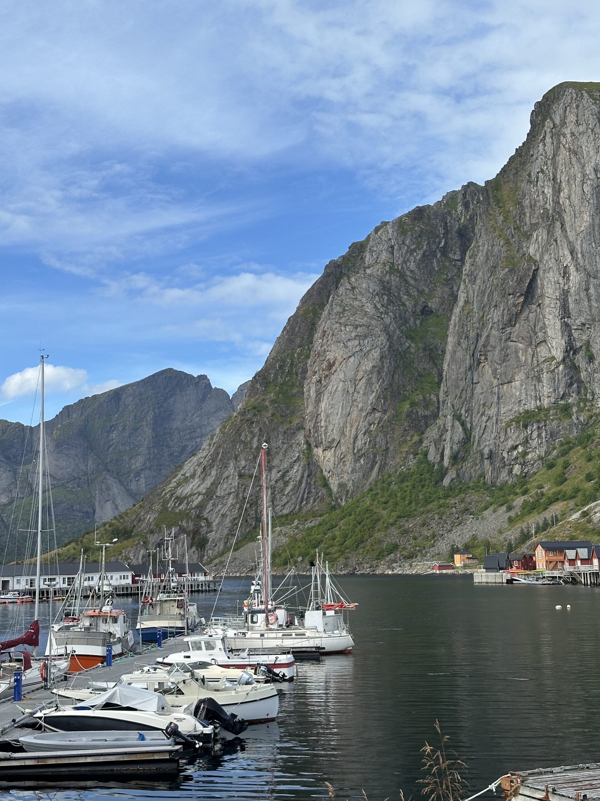 Reindeer encounter on a Lofoten road