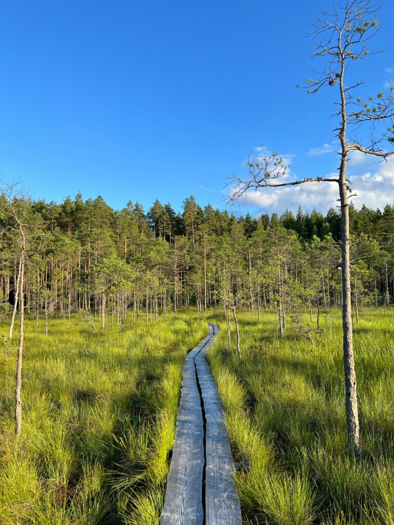 Eesti loodus suvel