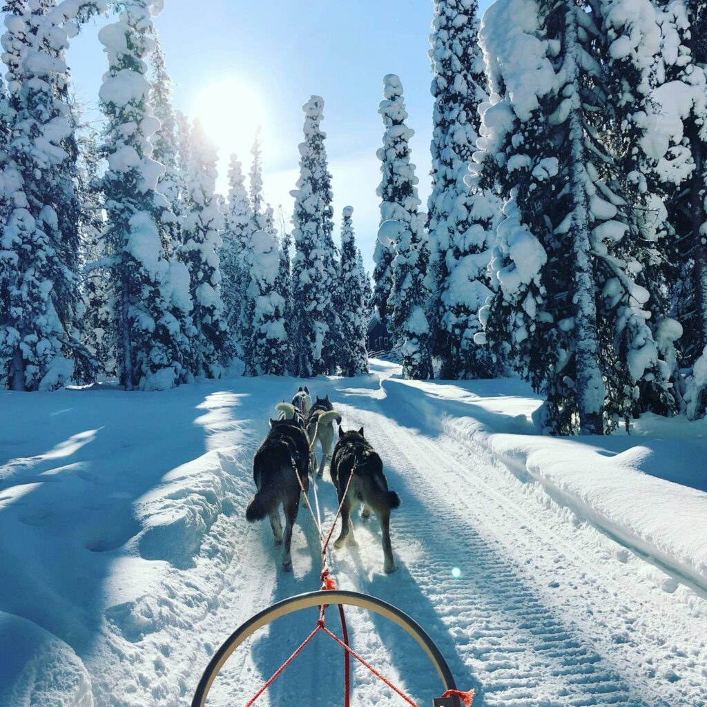 Huskysõit päikeselises Lapimaa metsas