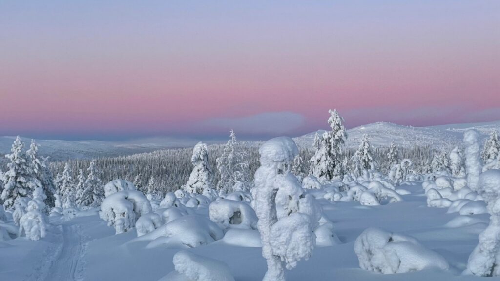Kaamos Lapimaal: lumised puud ja roosa taevas keskpäeval